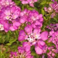 Iberis 'Absolutely Amethyst'